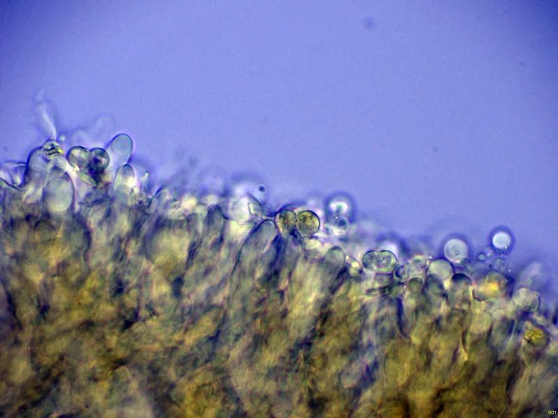 Clavulinopsis corniculata 10 - Basidios Melzer-001